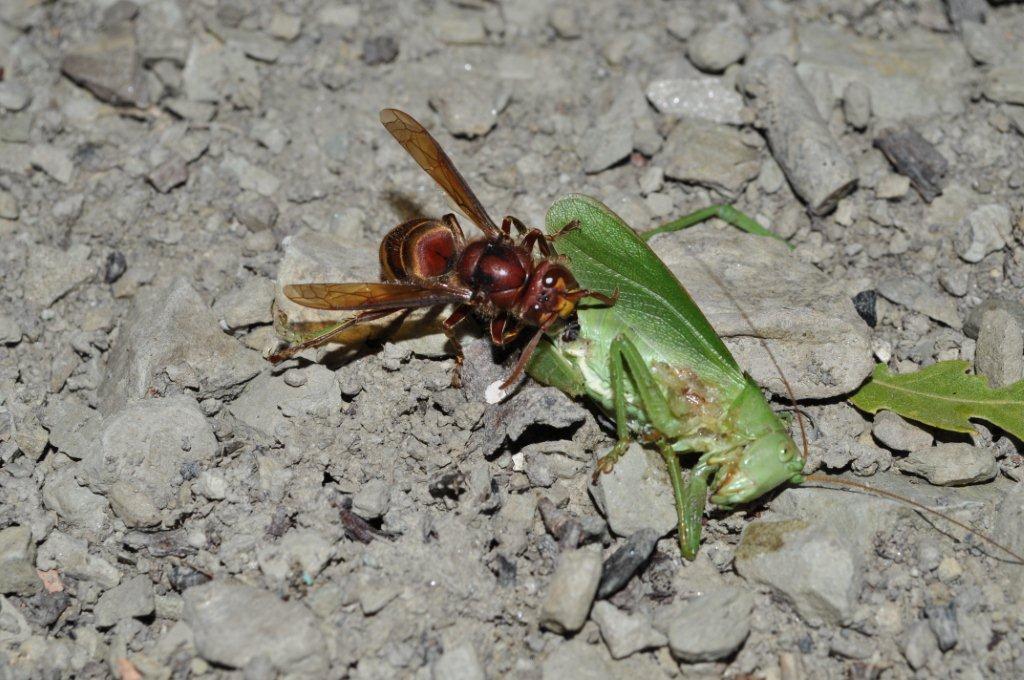 L''attacco del Calabrone e frazionamento della preda